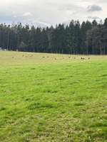 Hundeauslaufgebiet-Weiberrast Pfaffenhofen-Bild