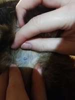 Knubbel hinter Ohr-Beitrag-Bild