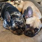 Ersteller:in Britta Profilbild