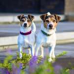 Ersteller:in Dani Profilbild