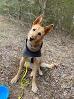 Hundeauslaufgebiet-Döberitzer Heide-Bild