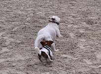 Hundeauslaufgebiet-Norden Hundestrand, Norddeich-Bild