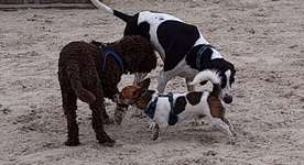 Hundeauslaufgebiet-Norden Hundestrand, Norddeich-Bild