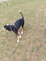 Hundeauslaufgebiet-Hundefreilauf Borken-Bild