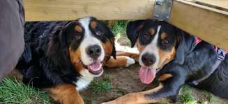 Hundeauslaufgebiet-Hundefreilauf Borken-Bild