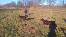 Hundeauslaufgebiet-Überlauf Hohnsen-Bild