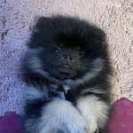 Ersteller:in Samantha Profilbild