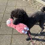 Neuer QR-Code für die Hundesteuer-Beitrag-Bild