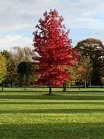 Hundeauslaufgebiet-Baumpark Erbhof Thedinghausen-Bild