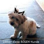 Respektlose Mitmenschen gegenüber Hundebesitzern-Beitrag-Bild