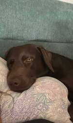 Depression meine's Labbis-Beitrag-Bild