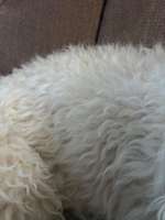 Welche Rasse ist es ?-Beitrag-Bild