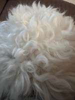 Welche Rasse ist es ?-Beitrag-Bild