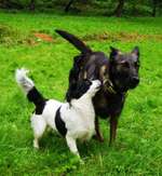 Hundeauslaufgebiet-Hundeauslauf Waldbröl                                     https://www.hundeauslauf-waldbröl.de-Bild