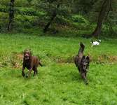 Hundeauslaufgebiet-Hundeauslauf Waldbröl                                     https://www.hundeauslauf-waldbröl.de-Bild