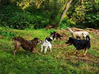 Hundeauslaufgebiet-Hundeauslauf Waldbröl                                     https://www.hundeauslauf-waldbröl.de-Bild