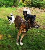 Hundeauslaufgebiet-Hundeauslauf Waldbröl                                     https://www.hundeauslauf-waldbröl.de-Bild