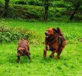 Hundeauslaufgebiet-Hundeauslauf Waldbröl                                     https://www.hundeauslauf-waldbröl.de-Bild