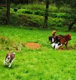 Hundeauslaufgebiet-Hundeauslauf Waldbröl                                     https://www.hundeauslauf-waldbröl.de-Bild