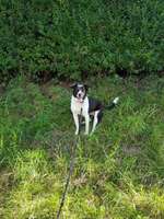 Rasse???-Beitrag-Bild