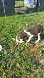 Rasse???-Beitrag-Bild