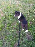 Rasse???-Beitrag-Bild