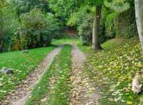 Hundeauslaufgebiet-Willroder Forst-Bild