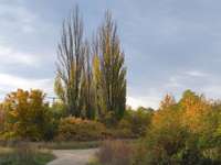 Hundeauslaufgebiet-Peterholz (Haarberg)-Bild