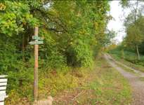 Hundeauslaufgebiet-Willroder Forst-Bild