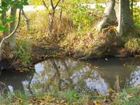 Hundeauslaufgebiet-Peterholz (Haarberg)-Bild
