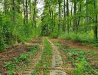 Hundeauslaufgebiet-Willroder Forst-Bild