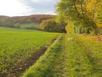 Hundeauslaufgebiet-Peterholz (Haarberg)-Bild