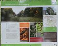 Hundeauslaufgebiet-Willroder Forst-Bild