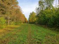 Hundeauslaufgebiet-Willroder Forst-Bild