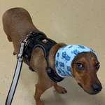 Ohrrandnekrose-Beitrag-Bild