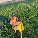 Unsicherer Hund-Beitrag-Bild