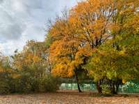 Hundeauslaufgebiet-Wedel-Bild