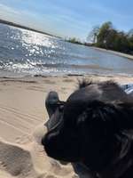 Hundeauslaufgebiet-Wedel-Bild