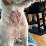 Am Bauch und am Hals wachsen keine Haare. Hat jemand ähnliches bei seinem Hund?-Beitrag-Bild