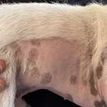 Am Bauch und am Hals wachsen keine Haare. Hat jemand ähnliches bei seinem Hund?-Beitrag-Bild