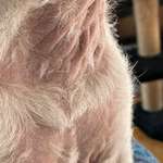 Am Bauch und am Hals wachsen keine Haare. Hat jemand ähnliches bei seinem Hund?-Beitrag-Bild