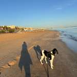 Der Hund ist absolut nur auf Fressen fixiert und es wird noch schlimmer ...-Beitrag-Bild