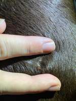 Geschwulst / Knubbel / Warze-Beitrag-Bild