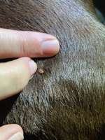 Geschwulst / Knubbel / Warze-Beitrag-Bild