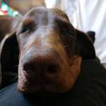 Ersteller:in Panda Profilbild