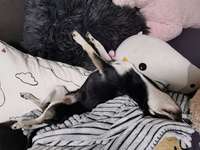 Schlafpositionen-Beitrag-Bild