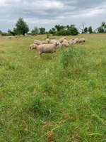 Hundeauslaufgebiet-Heiligenstock-Bild