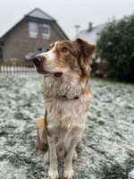 Maremmen-Abruzzen-Schäferhund-Beitrag-Bild