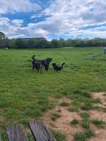 Hundeauslaufgebiet-Rheinaue-Bild