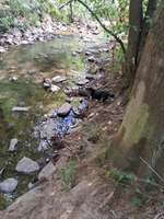 Hundeauslaufgebiet-Hundewiese Sankt Augustin Niederpleis-Bild